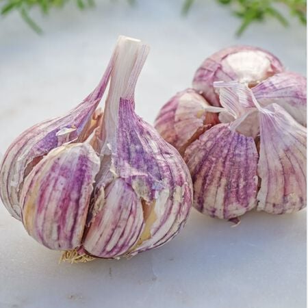 Thai Fire, Garlic Bulbs - 1/4 Pound image number null